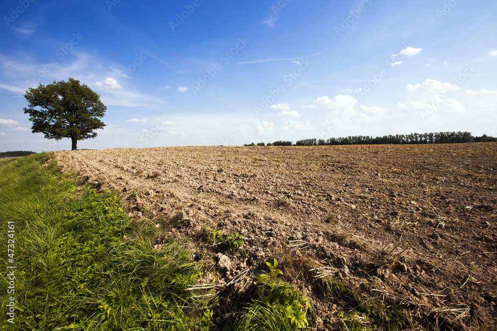 Obraz premium tree in the field