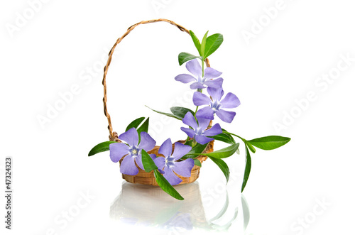 Tela Beautiful blue periwinkle in the basket isolated on white