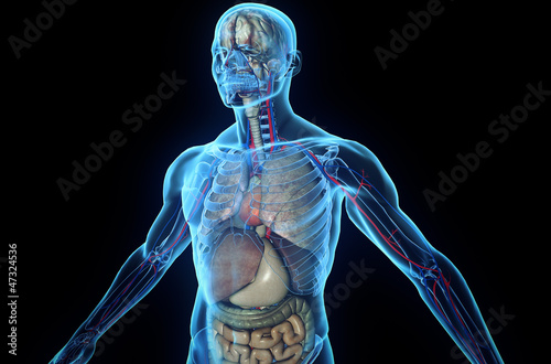 Fotografia, Obraz 3D human body with internal organs