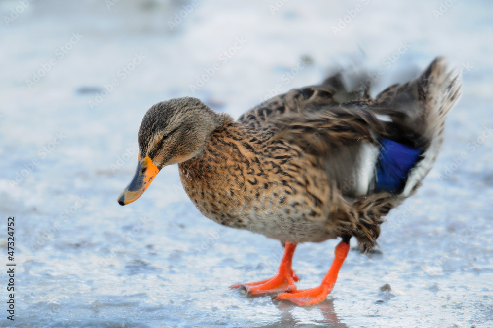 Stockente Stockente