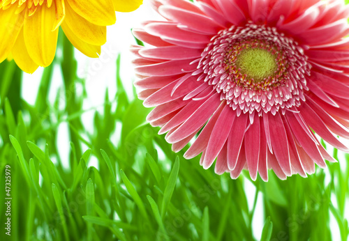 gerbera flower