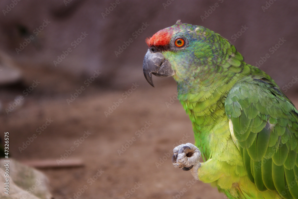 Obraz premium Vista de perfil de colorida ave loro amazona festiva verde de frente roja con pata levantada en día soleado de verano sobre fondo de tierra marrón en zoo marino de Calvià, Mallorca, Islas Baleares.