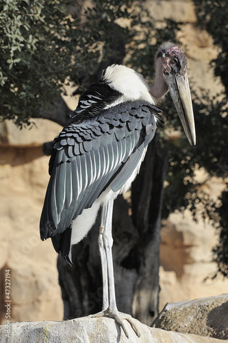 African marabou photo