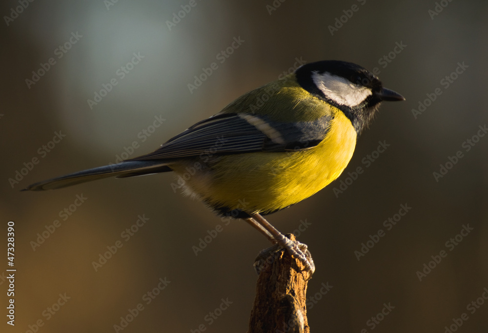 Obraz premium Parus major - Tit