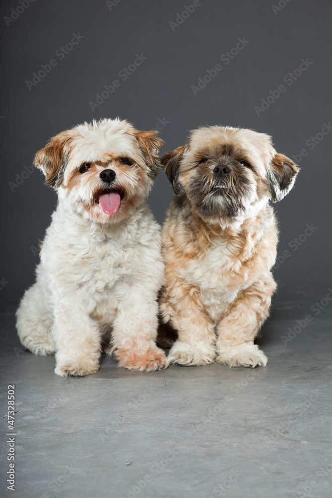 Two shih tzu dogs on grey background. Studio shot.