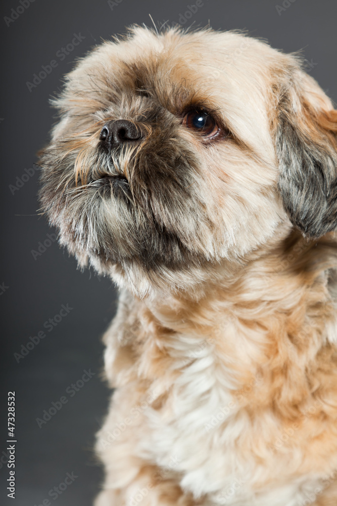 Shih tzu dog on dark grey background. Studio portrait. Shih tzu dog on dark grey background. Studio portrait.