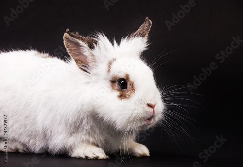 White fancy rabbit over black background