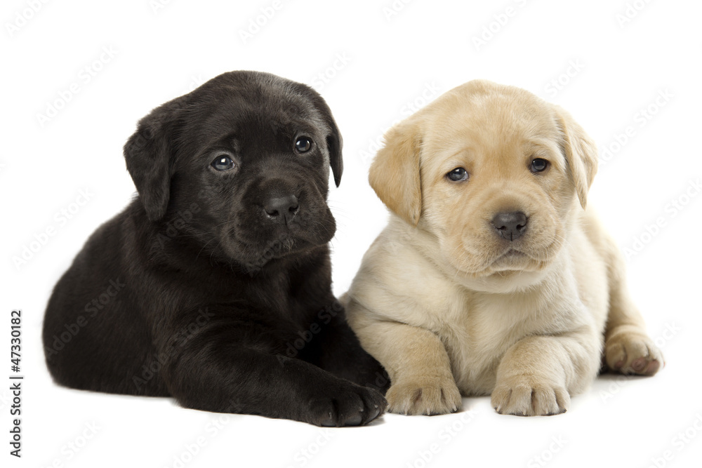 Labrador Retriever puppies