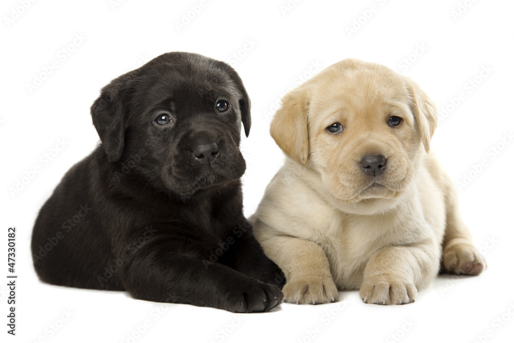 Fototapeta premium Labrador Retriever puppies