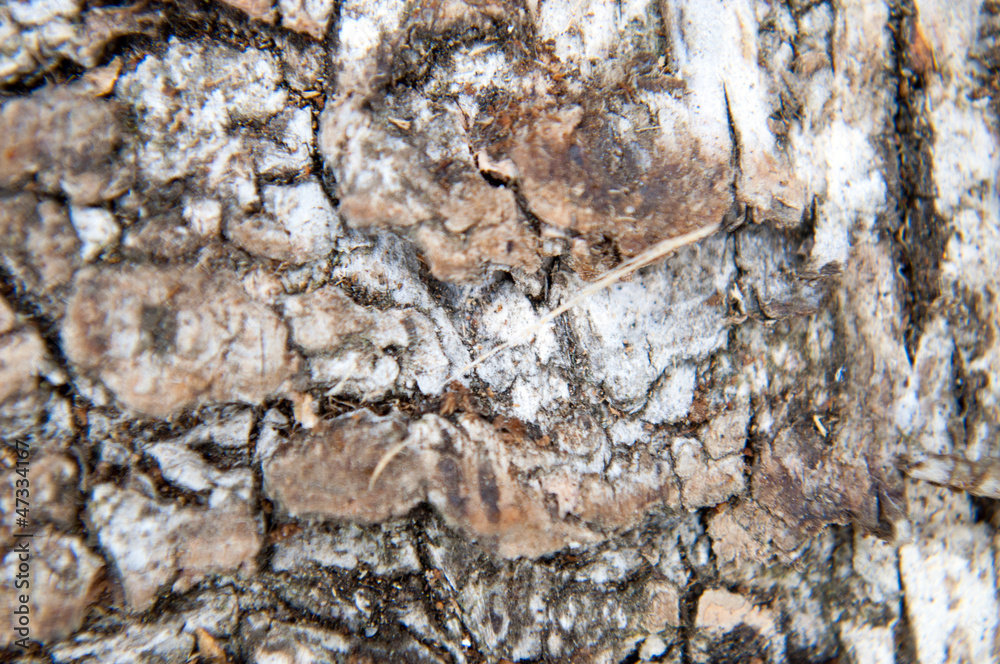 Obraz premium Birkenrinde