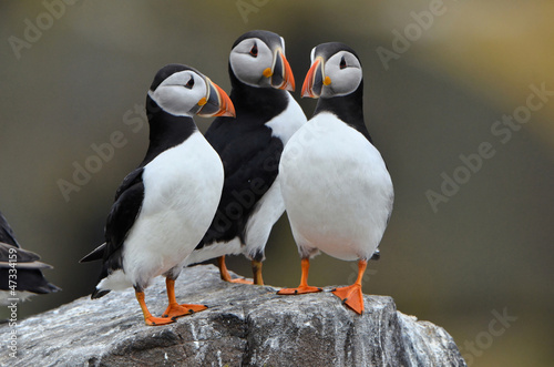 Photography Macareux sur un rocher