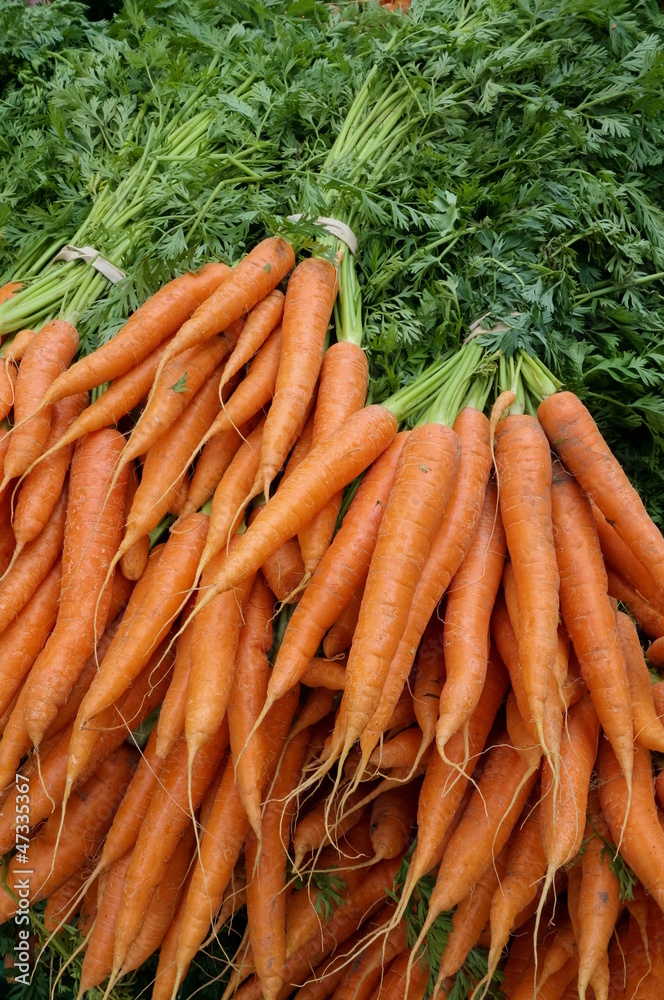 Carrots with green stalks and roots. Carrots with green stalks and roots.