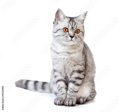 Scottish strite young cat
