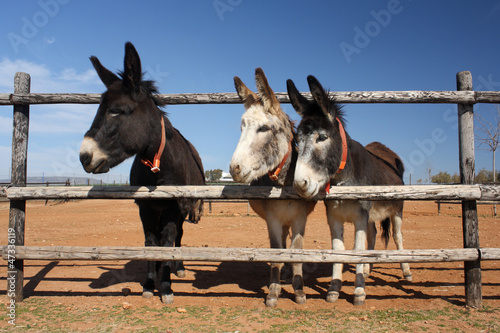 Φωτογραφία three donkeys peeking through the fence