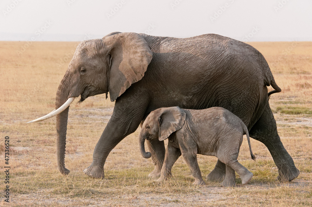 Obraz premium Amboseli elephants