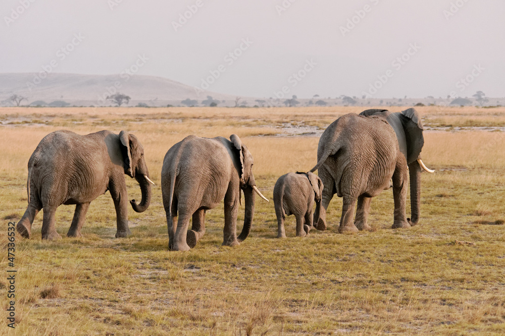 Amboseli elephants
