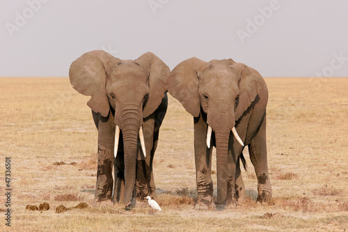 Amboseli elephants © morreeuw