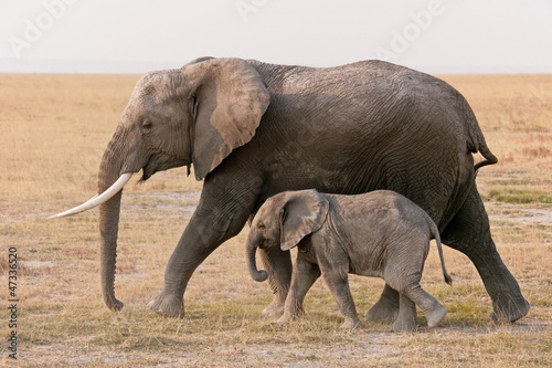 Amboseli elephants #47336520