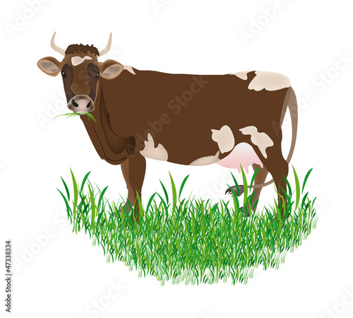 Dairy cow over white background.Vector illustration
