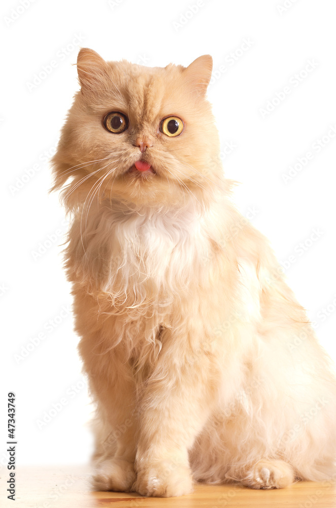 Fototapeta premium Red fluffy cat.