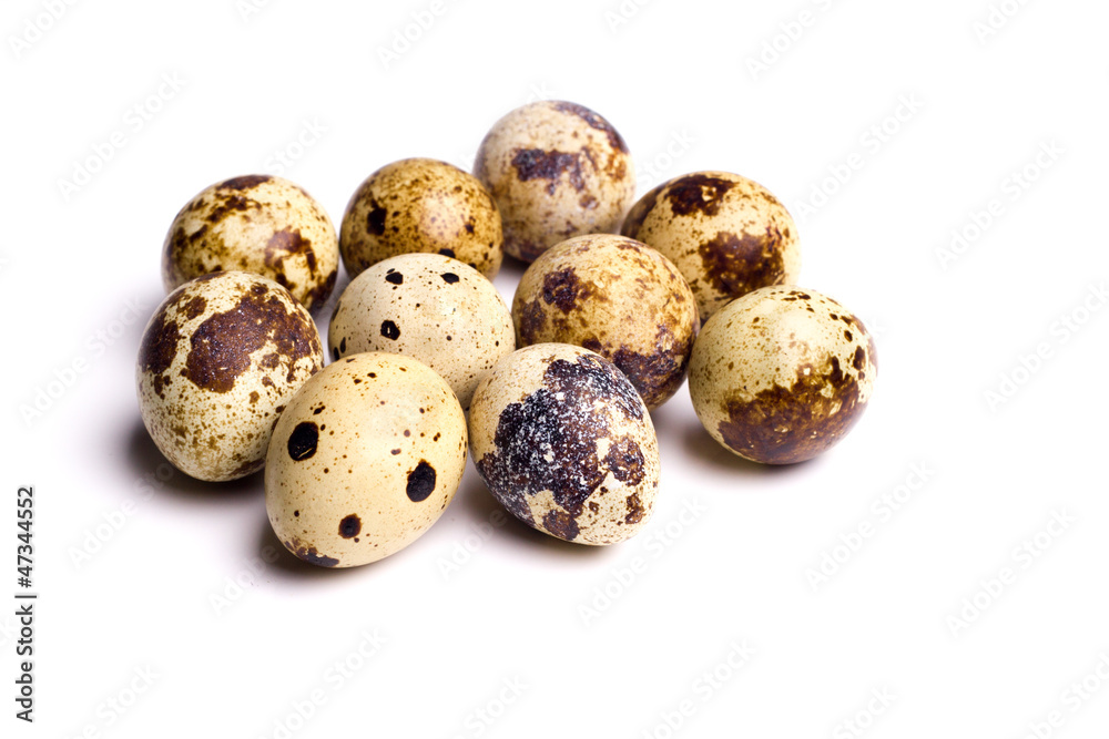 Quail Eggs Quail Eggs
