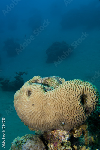 Brain Coral (Platygyra daedalea) photo