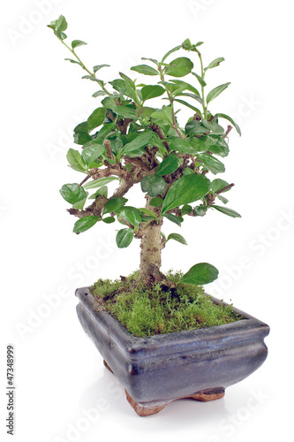 Green bonsai tree