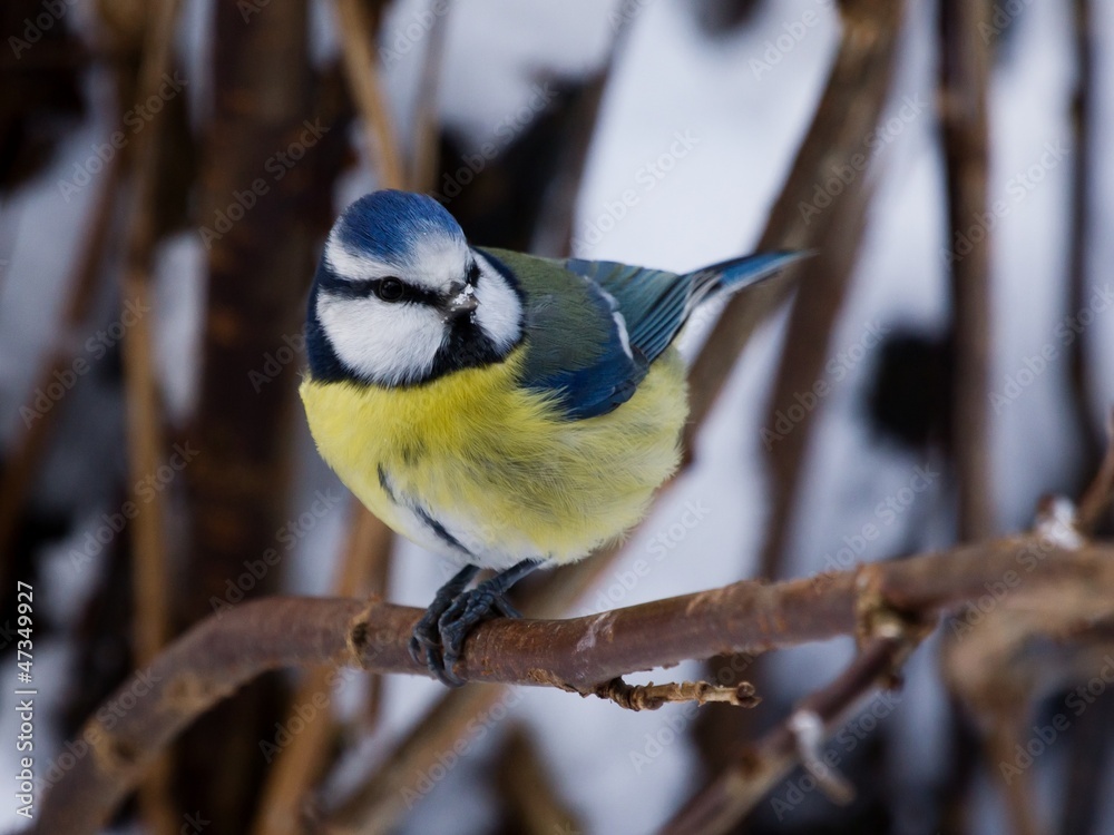Fototapeta premium Bluetit on a twig with snow on the beak