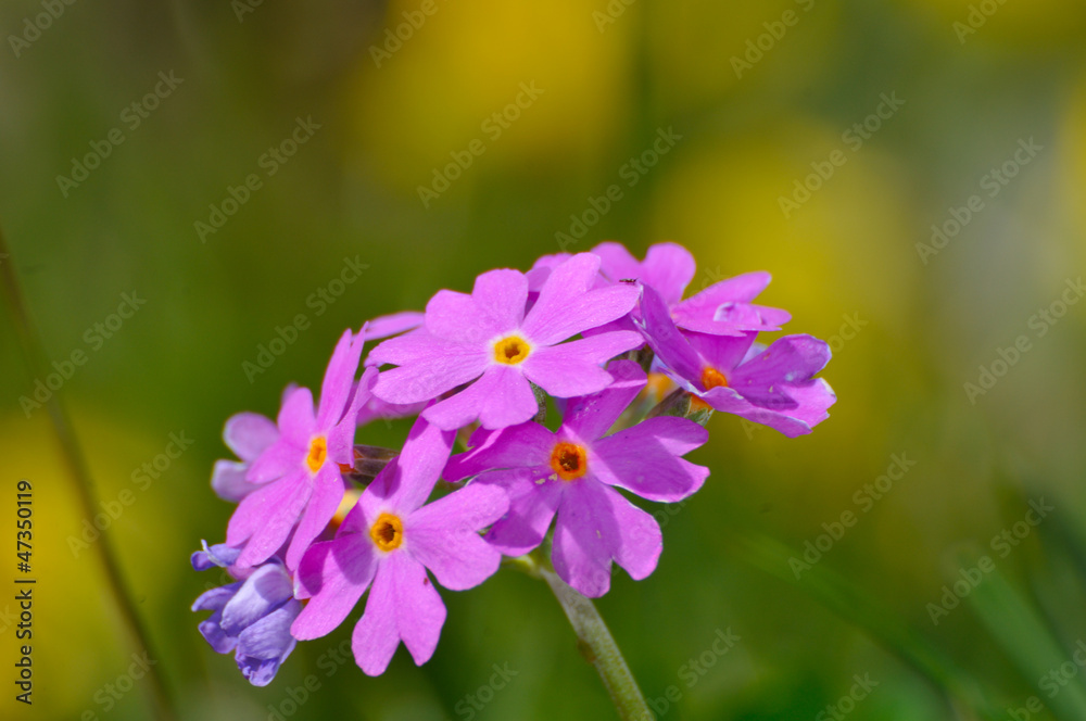 Bird's eye primrose (Primula farinosa) Bird's eye primrose (Primula farinosa)