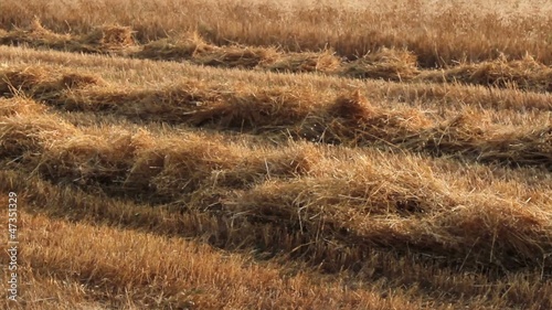 combine harvester working in wheat field
