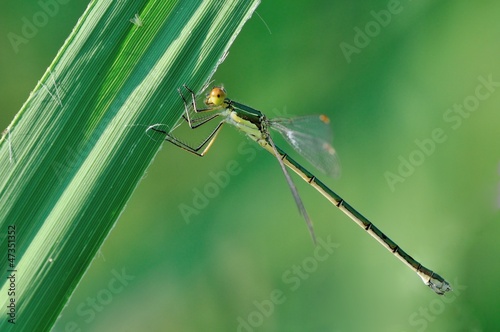 Lestes virens photo