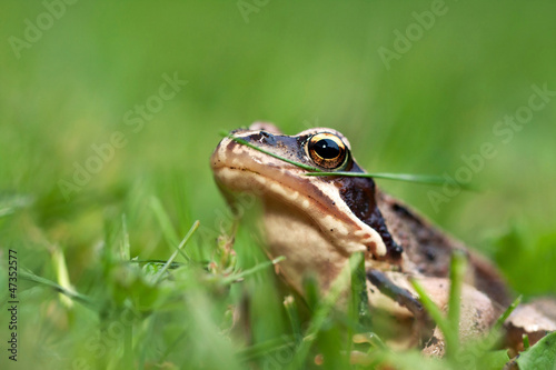 Frog on grass