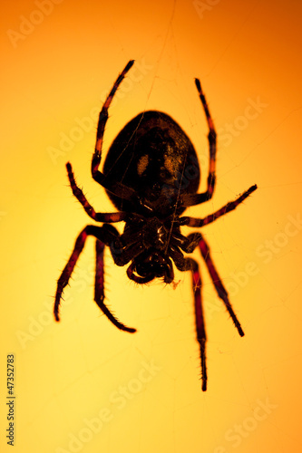Big dark scary spider