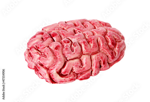 bloody human brain isolated on white background