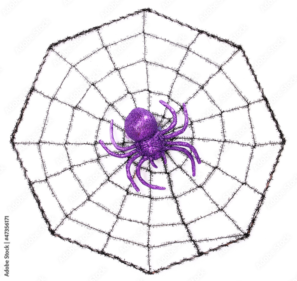 Obraz premium Spider on Web isolated on white
