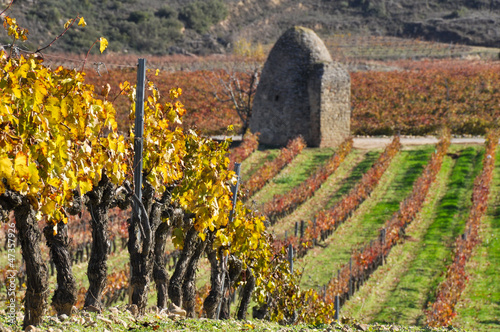 Vineyards In Autumn, La Rioja (Spain)