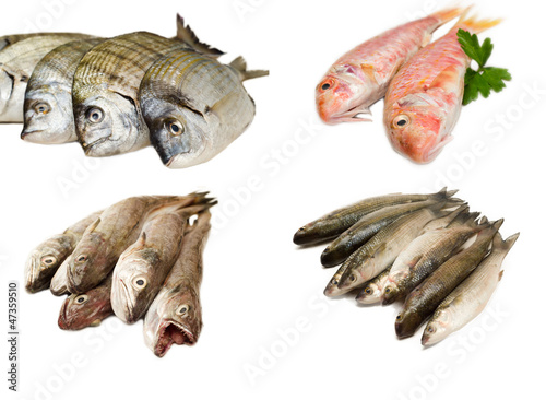 Varietà di pesce fresco photo