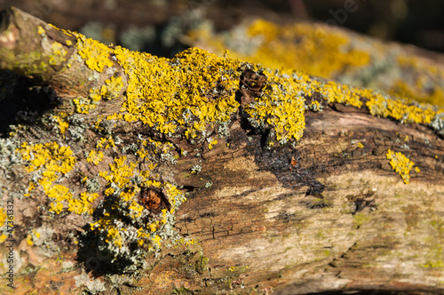 Closeup of a mossy tree stump