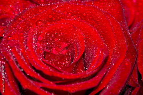 one beautiful rose, close-up, background