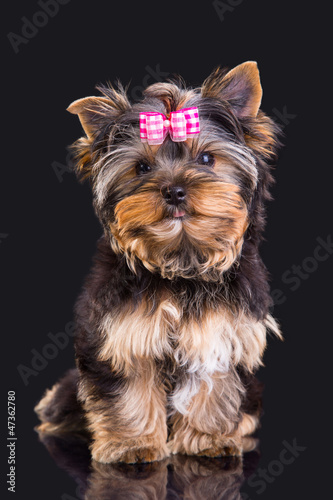 Lovely puppy of Yorkshire terrier with pink bow