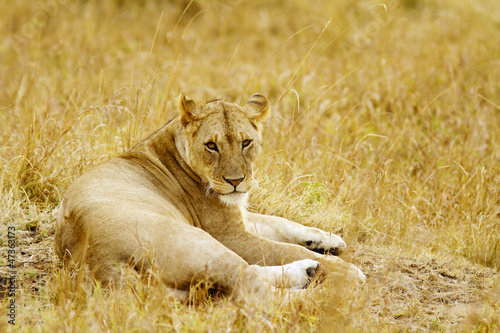 Masai Mara African Lion