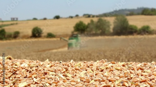 time to harvest a field of wheat
