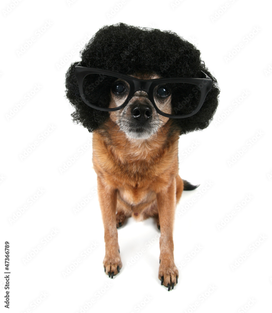 sistemático respuesta mezcla a chihuahua with an afro wig and glasses on foto de Stock | Adobe Stock