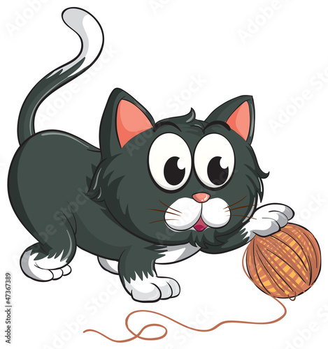 a cat