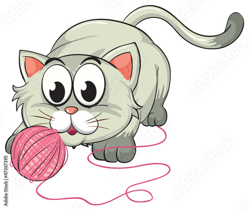 a cat
