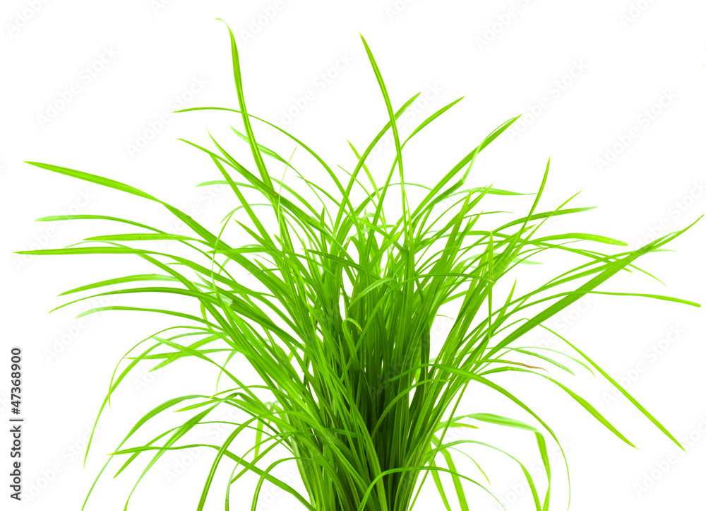 bouquet d'herbe bouquet d'herbe