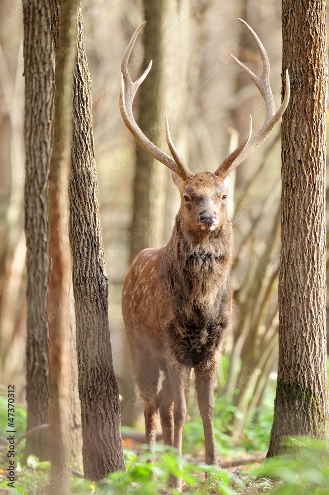 Naklejka premium Deer in autumn forest