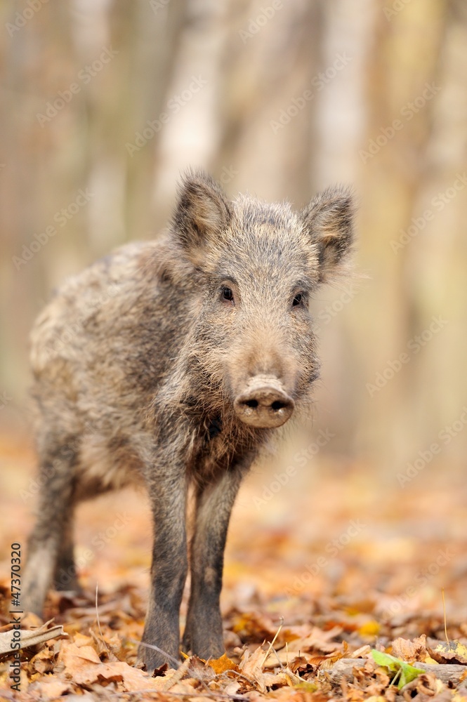 Wild boar in autumn forest Wild boar in autumn forest
