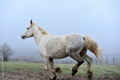 Horse © byrdyak
