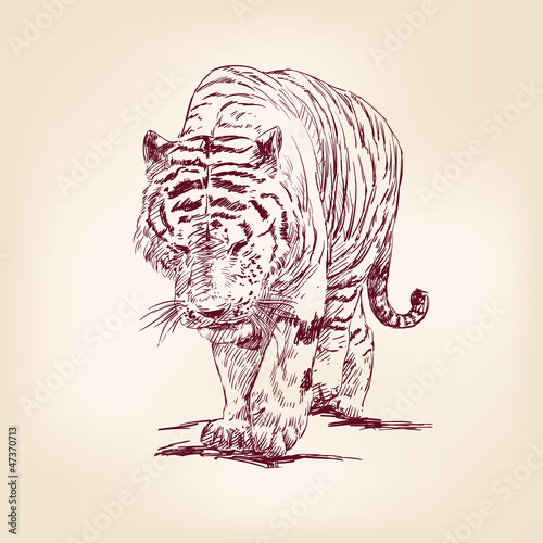 Fototapeta Naklejka Na Ścianę i Meble -  Tiger hand drawn